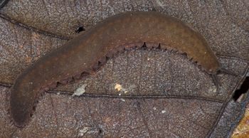 Media type: image; Invertebrate Zoology 131441